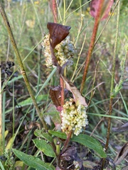 Cuscuta coryli