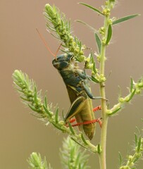 Melanoplus thomasi