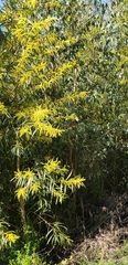 Juliflorae