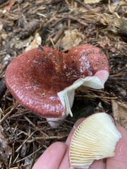 Russula