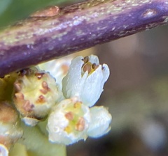 Cuscuta coryli