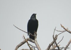 Ptiloxena atroviolacea