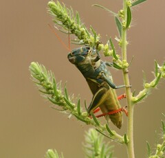 Melanoplus thomasi