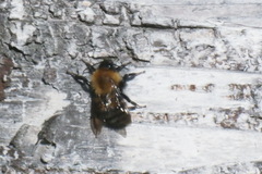 Bombus schrencki