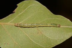 Sericoplaga externalis