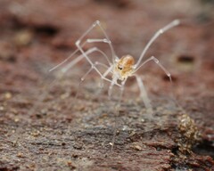 Mitostoma chrysomelas