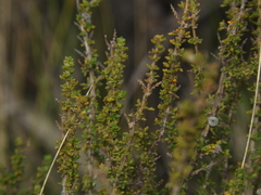 Acantholippia seriphioides