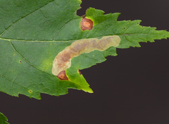 Cameraria saccharella