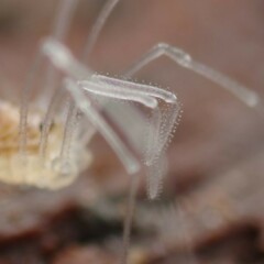 Mitostoma chrysomelas