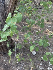 Cercis canadensis texensis