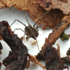 Rilaena triangularis