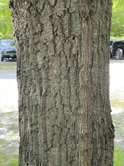 Quercus muehlenbergii