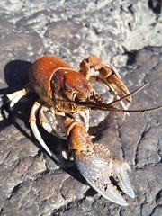 Cambarus bartonii