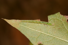 Sericoplaga externalis