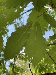 Quercus muehlenbergii