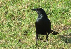 Ptiloxena atroviolacea