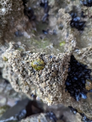 Patella ulyssiponensis