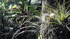 Tillandsia filifolia
