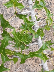 Vasconcellea chilensis