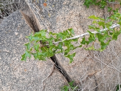 Vasconcellea chilensis
