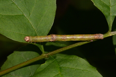 Iridopsis