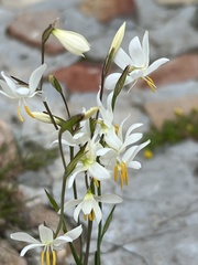 Hesperantha bachmannii