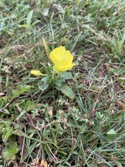Oenothera pilosella