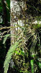 Tillandsia filifolia