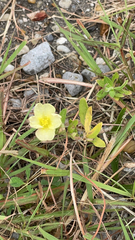 Oenothera laciniata