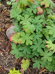 Geranium macrorrhizum