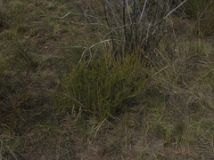 Acantholippia seriphioides