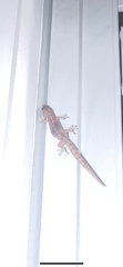 Christinus marmoratus