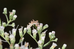 Synchlora