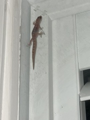 Christinus marmoratus