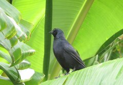 Ptiloxena atroviolacea