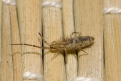 Entomobrya