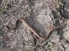Vipera berus