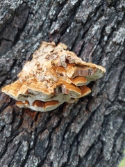Inonotus hispidus