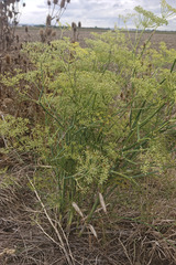 Anethum graveolens