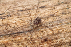 Nelima