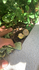 Leucocoprinus birnbaumii