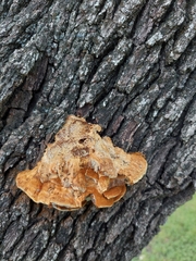 Inonotus hispidus