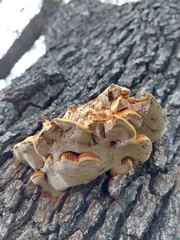 Inonotus hispidus