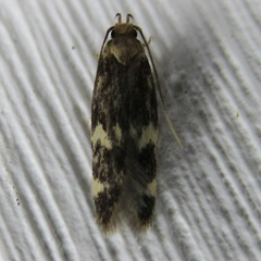 Oegoconia novimundi