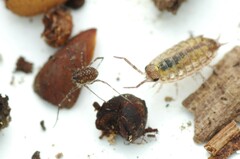 Rilaena triangularis