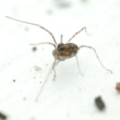 Rilaena triangularis