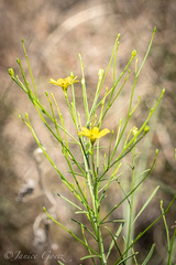 Gutierrezia texana