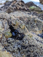 Pachygrapsus marmoratus