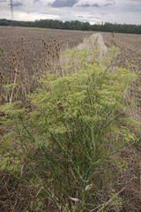 Anethum graveolens
