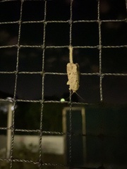 Tolpiodes oligolasia